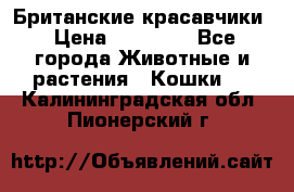 Британские красавчики › Цена ­ 35 000 - Все города Животные и растения » Кошки   . Калининградская обл.,Пионерский г.